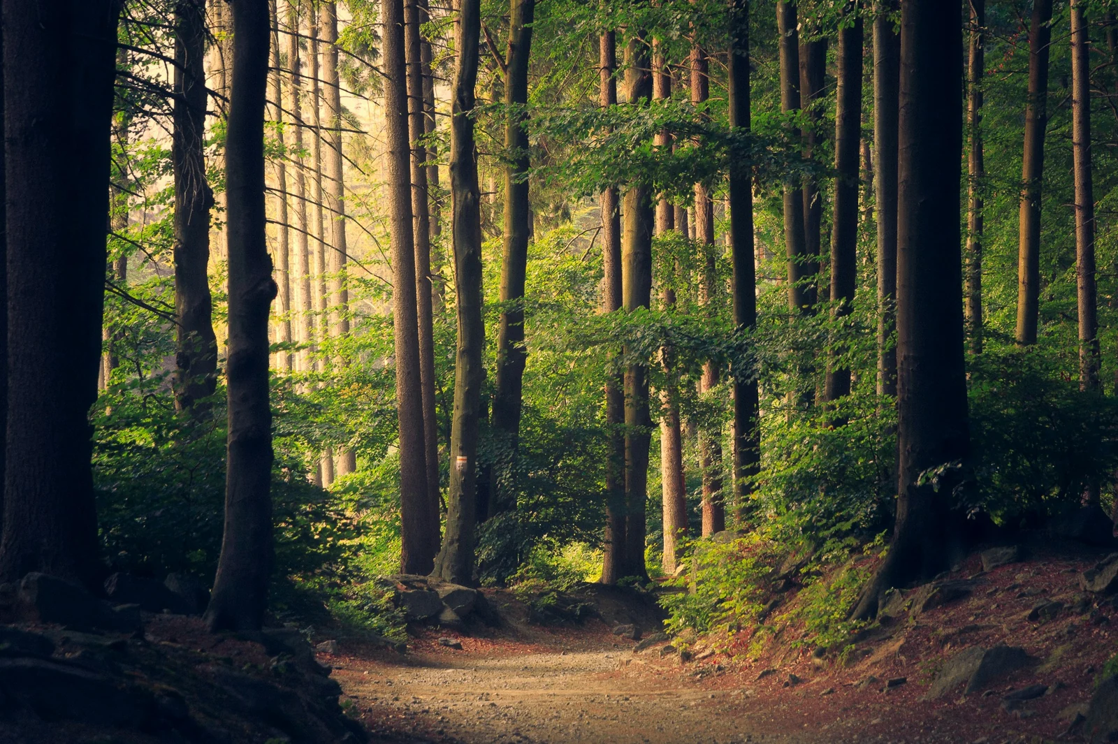 Luce fra gli alberi di una foresta. Immagine di contesto.
