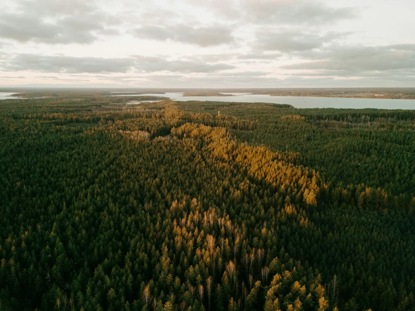 Veduta aerea di una foresta. Fotografia di contesto.