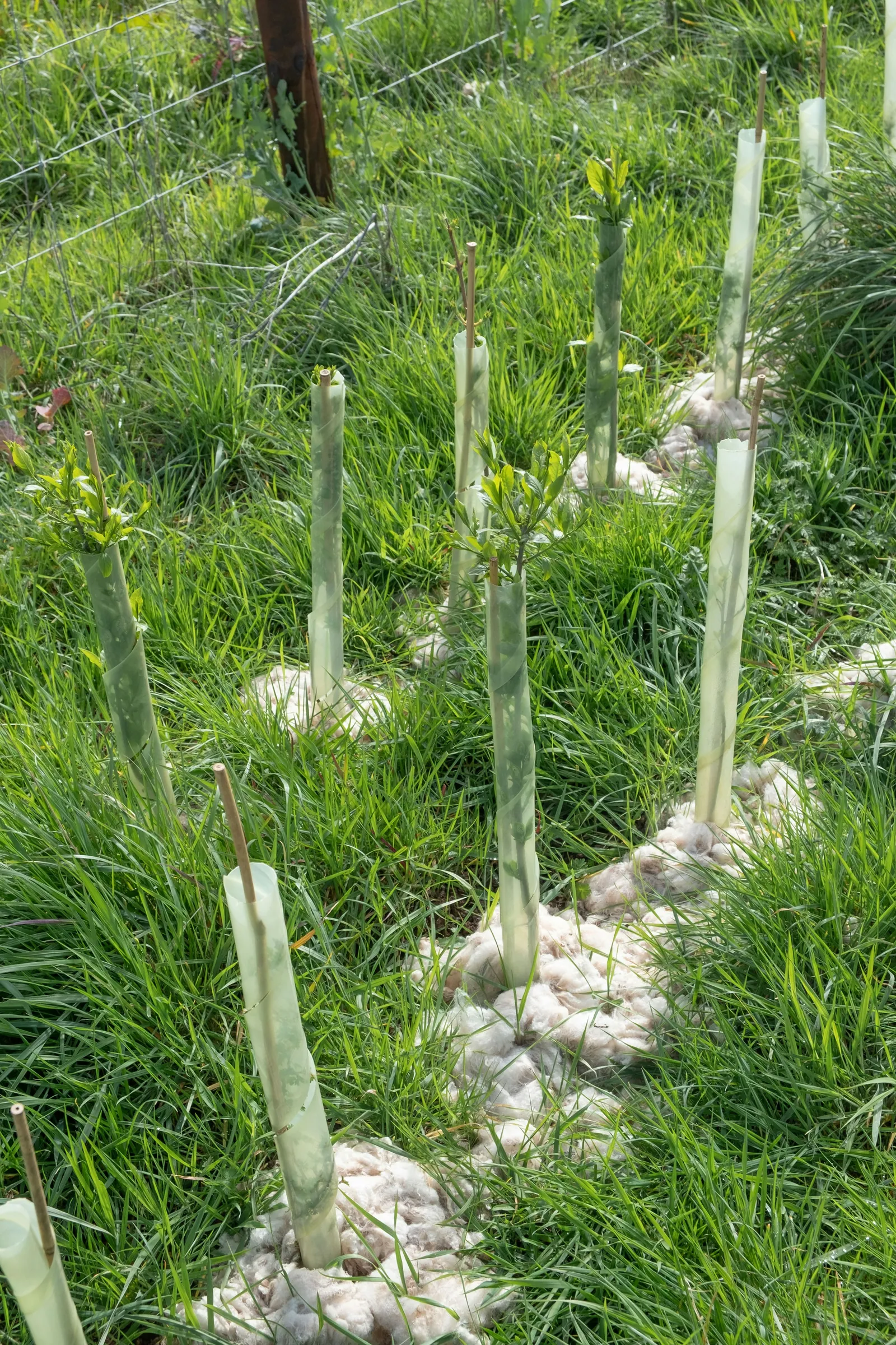 Giovani piante con protezioni in un terreno agricolo. Fotografia di contesto.