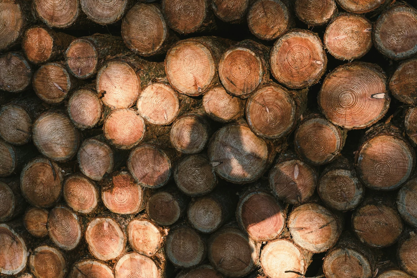 Tronchi accatastati: materia prima della filiera del legno. Immagine di contesto.