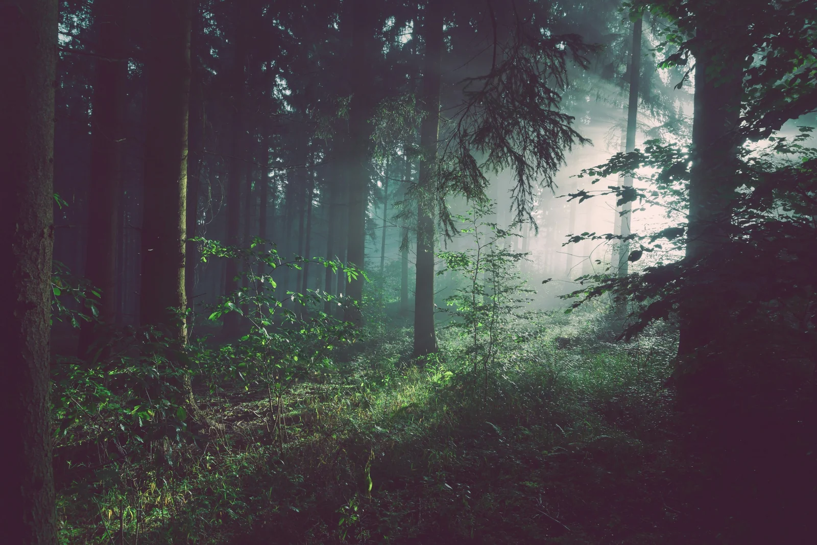Bosco e risorse forestali. Immagine di contesto per le filiere.